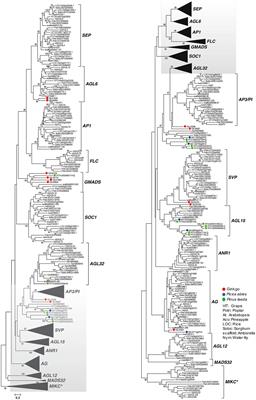 Evolutionary Analysis of MIKCc-Type MADS-Box Genes in Gymnosperms and Angiosperms